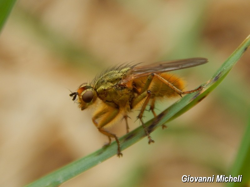 maschio di Scathophaga stercoraria